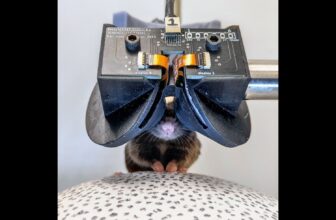 Scientists Constructed Tiny VR Goggles for Mice