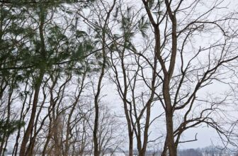 The Little Issues E-newsletter #453 – Life, laughter, and many nice meals!