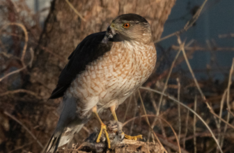 This Hawk Figured Out Site visitors Indicators to Ambush Its Prey