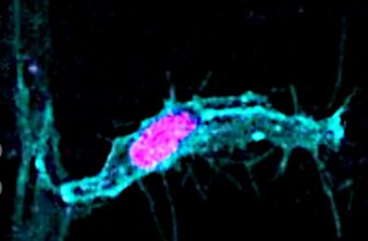 What You Discovered About Cell Division Is Most likely Improper