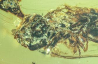 Unreal Amber Fossils Present ‘Final of Us’ Zombie Fungus Terrorizing Bugs In the course of the Cretaceous