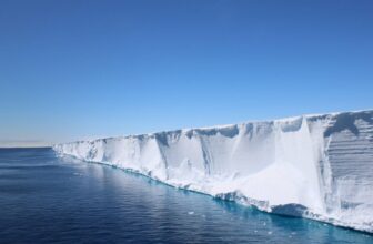 Scientists Went On the lookout for Shackleton’s Endurance. They discovered a Hidden Fish Metropolis in Good Formation As a substitute